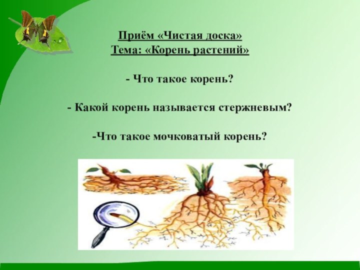 Приём «Чистая доска» Тема: «Корень растений»  - Что такое корень?