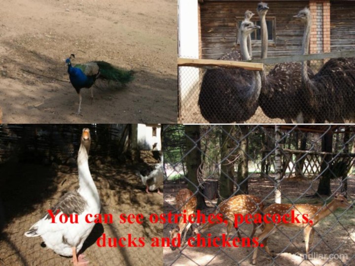 You can see ostriches, peacocks, ducks and chickens.