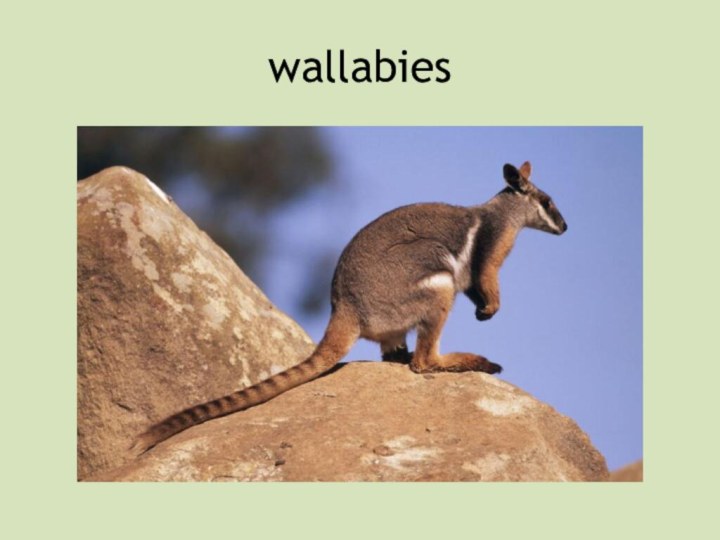 wallabies