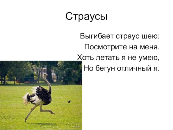 СтраусыВыгибает страус шею:Посмотрите на меня.Хоть летать я не умею,Но бегун отличный я.