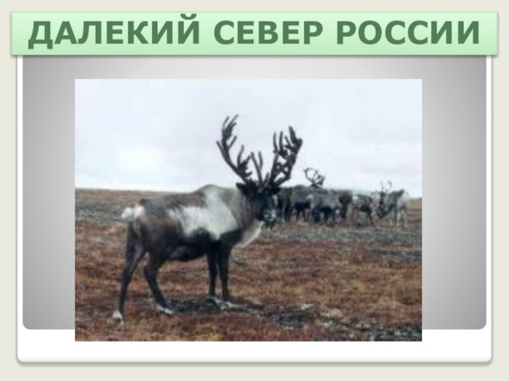Далекий Север России