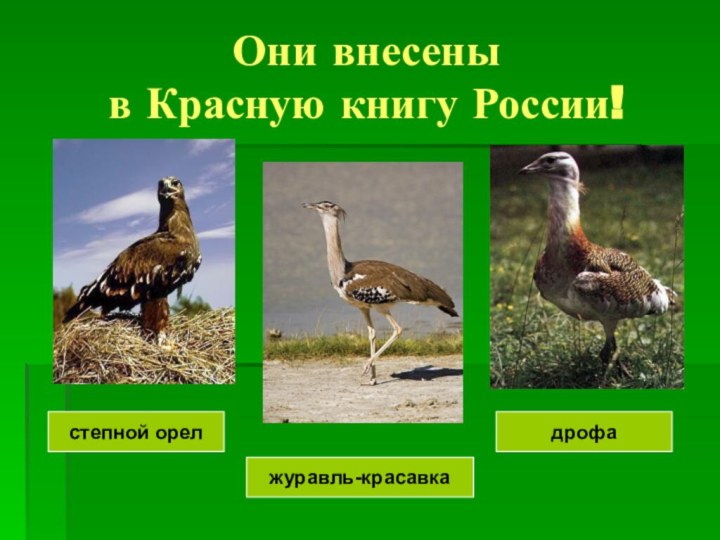 Они внесены  в Красную книгу России!журавль-красавкадрофастепной орел