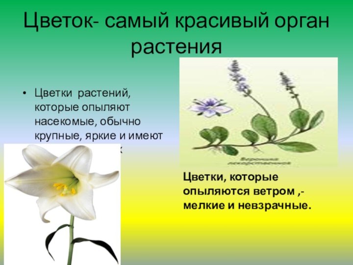 Цветок- самый красивый орган растенияЦветки растений, которые опыляют насекомые, обычно крупные,
