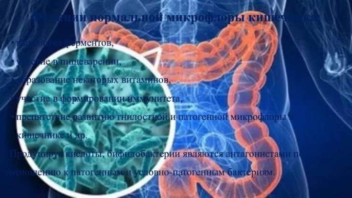 Функции нормальной микрофлоры кишечника:выработка ферментов, участие в пищеварении, образование некоторых витаминов,