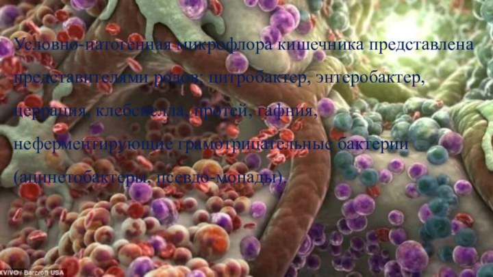 Условно-патогенная микрофлора кишечника представлена представителями родов: цитробактер, энтеробактер, церрация, клебсиелла, протей, гафния,