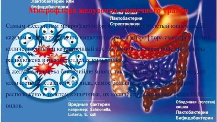 Микрофлора желудочно-кишечного тракта Самым заселенным микрофлорой органом является толстый кишечник. В