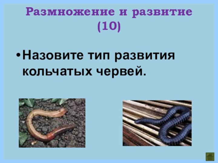 Размножение и развитие (10)Назовите тип развития кольчатых червей.