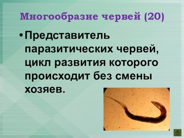 Представитель паразитических червей, цикл развития которого происходит без смены хозяев.Многообразие червей (20)