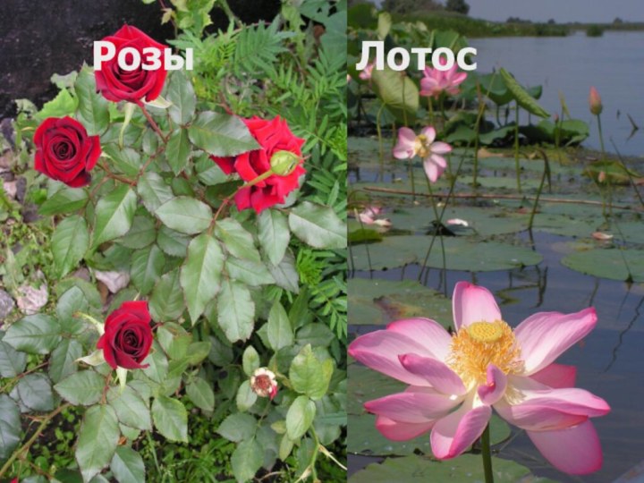 Розы       Лотос