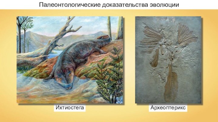 АрхеоптериксИхтиостегаПалеонтологические доказательства эволюции