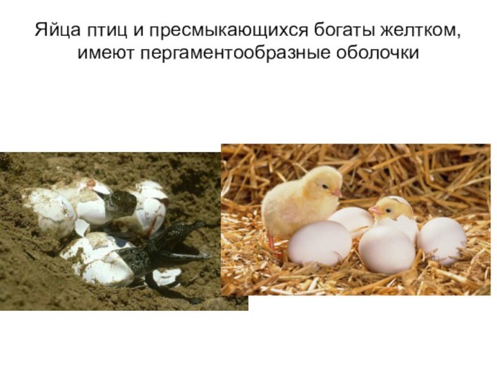 Яйца птиц и пресмыкающихся богаты желтком, имеют пергаментообразные оболочки