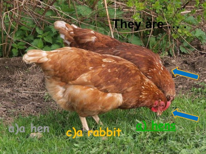 They are … . c)a rabbita) hensa)a hen