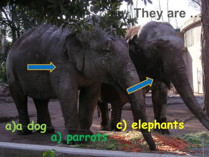 They are … .a)a dog a) parrotsc) elephants