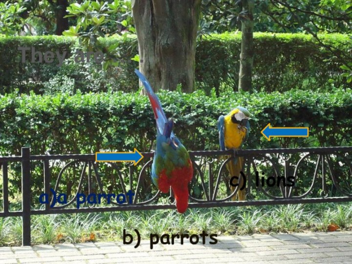 They are … . c) lions a)a parrot b) parrots