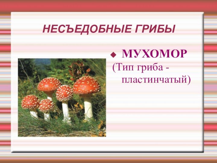 НЕСЪЕДОБНЫЕ ГРИБЫМУХОМОР(Тип гриба - пластинчатый)