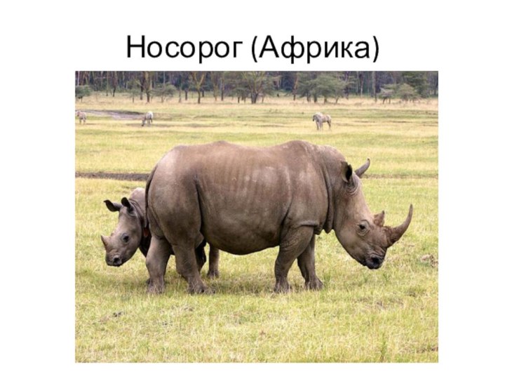 Носорог (Африка)
