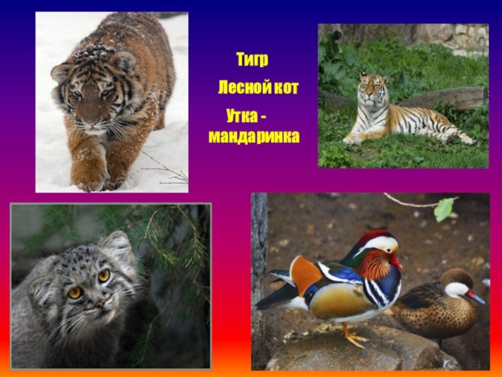 Тигр Лесной кот   Утка - мандаринка