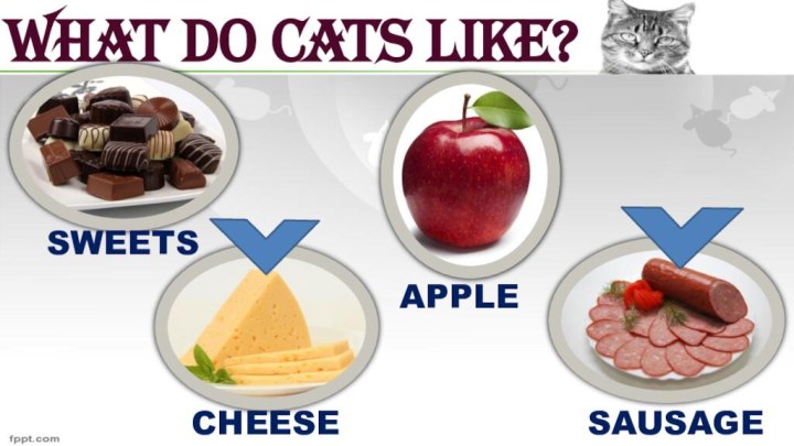 WHAT DO CATS LIKE?SWEETSCHEESEAPPLESAUSAGE
