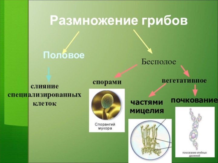Размножение грибовПоловоеслияниеспециализированныхклетокспорамивегетативноечастямимицелияпочкованиеБесполое