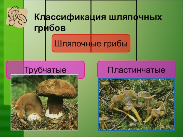 Классификация шляпочных грибов