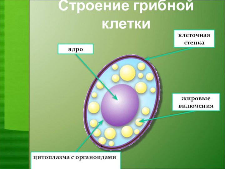 Строение грибной клеткиядроклеточная стенкацитоплазма с органоидамижировые включения