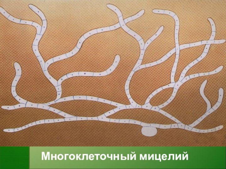 Многоклеточный мицелий