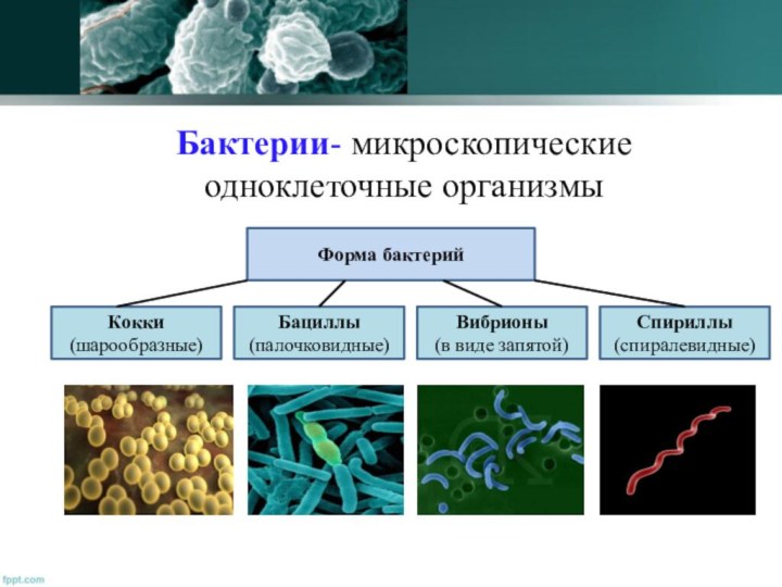 Бактерии- микроскопические одноклеточные организмы