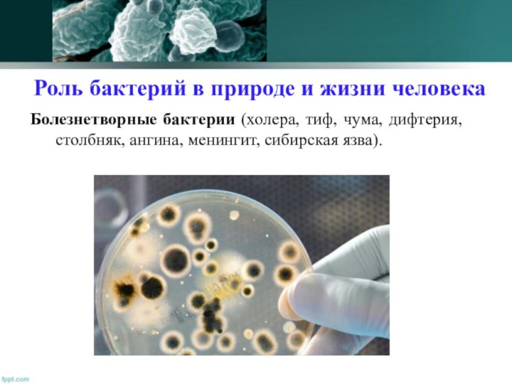 Роль бактерий в природе и жизни человекаБолезнетворные бактерии (холера, тиф, чума,