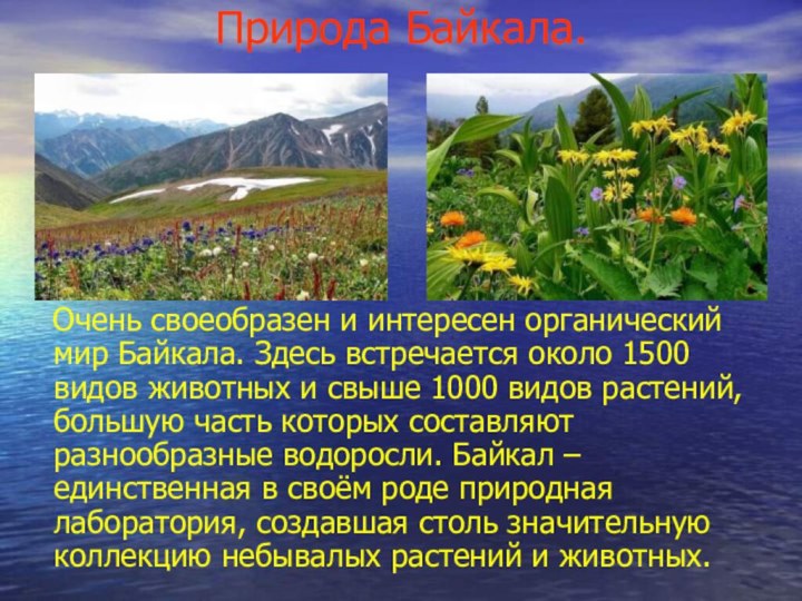 Природа Байкала.  Очень своеобразен и интересен органический мир Байкала. Здесь встречается