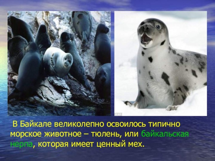 В Байкале великолепно освоилось типично морское животное – тюлень, или