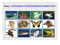 Презентация по биологии по теме Строение и разнообразие животных(5 класс)