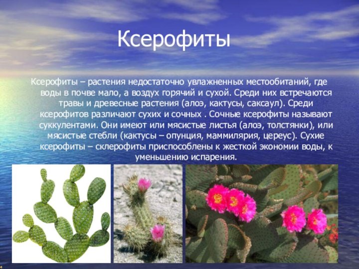 КсерофитыКсерофиты – растения недостаточно увлажненных