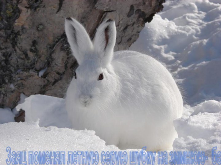 Заяц поменял летную серую шубку на зимнюю- белую.