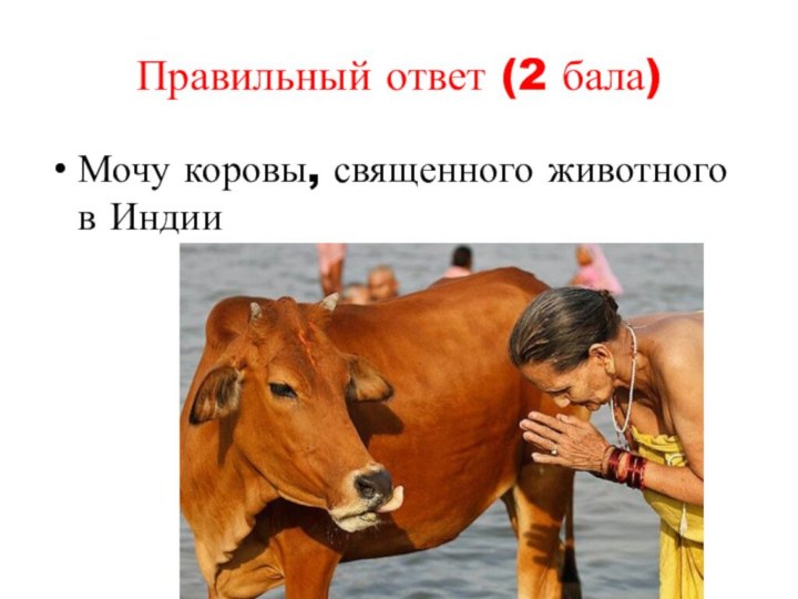 Правильный ответ (2 бала)Мочу коровы, священного животного в Индии