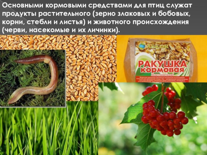 Основными кормовыми средствами для птиц служат продукты растительного (зерно злаковых и