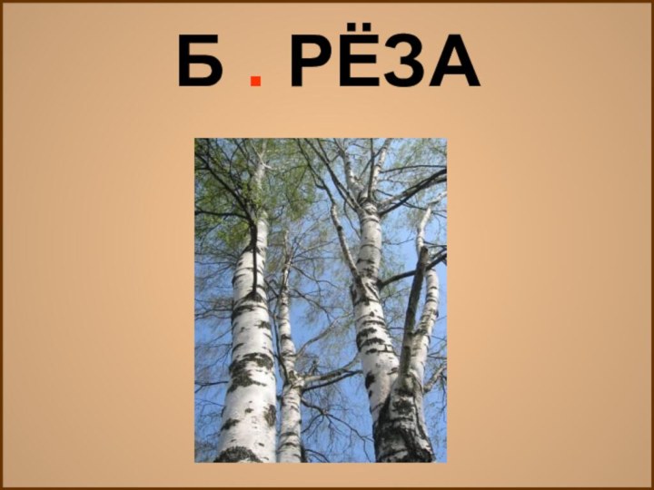 Б . РЁЗА