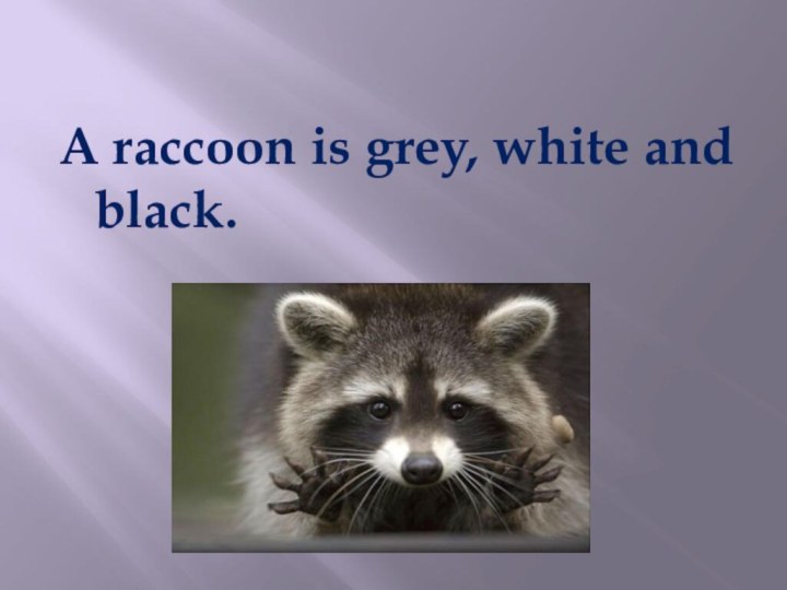A raccoon is grey, white and black.