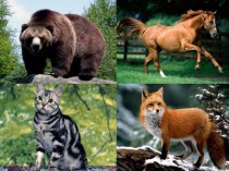 Презентация к уроку My favourite animals