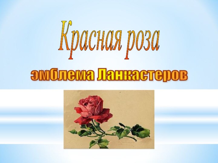 Красная роза эмблема Ланкастеров