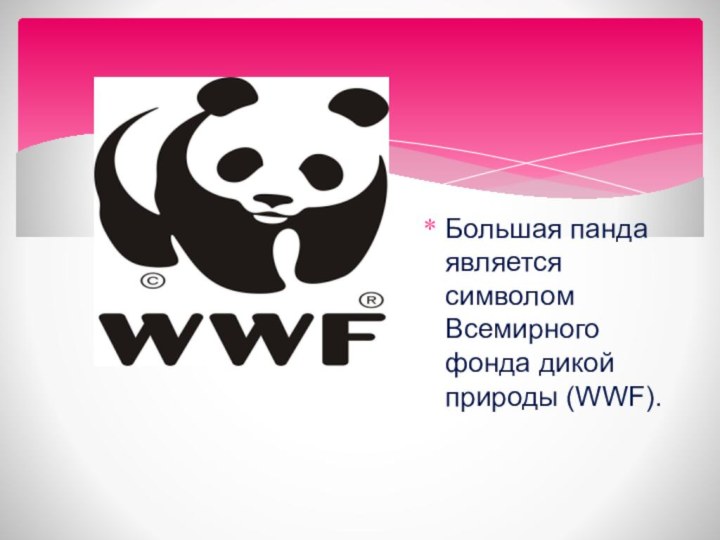 Большая панда является символом Всемирного фонда дикой природы (WWF).