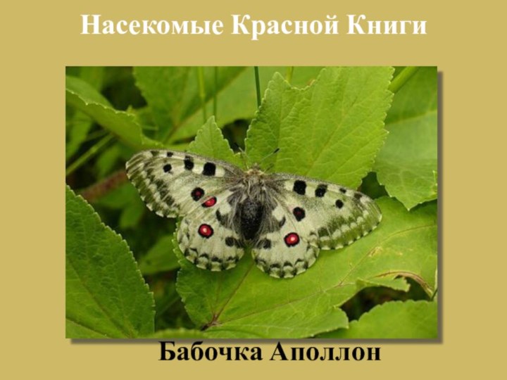 Бабочка АполлонНасекомые Красной Книги
