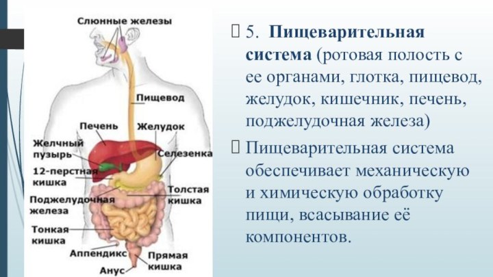 5.	Пищеварительная система (ротовая полость с ее органами, глотка, пищевод, желудок, кишечник,