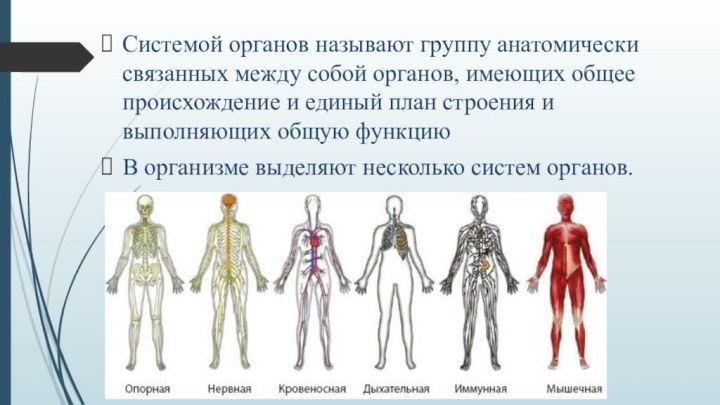 Системой органов называют группу анатомически связанных между собой органов, имеющих общее происхождение