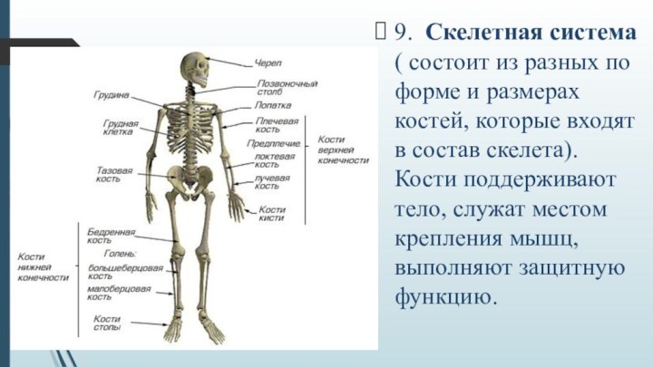9.	Скелетная система ( состоит из разных по форме и размерах костей, которые