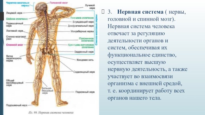 3.	Нервная система ( нервы, головной и спинной мозг). Нервная система человека отвечает