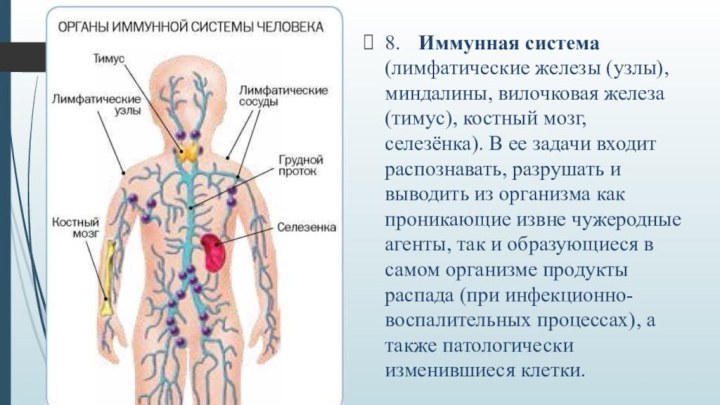 8.	Иммунная система (лимфатические железы (узлы), миндалины, вилочковая железа (тимус), костный мозг, селезёнка).