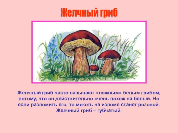 Желчный гриб часто называют «ложным» белым грибом, потому, что он действительно очень