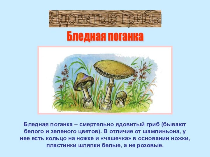Бледная поганка – смертельно ядовитый гриб (бывают белого и зеленого цветов). В