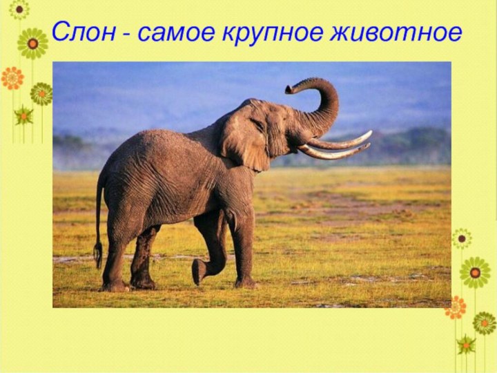 Слон - самое крупное животное