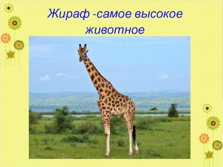 Жираф -самое высокое животное